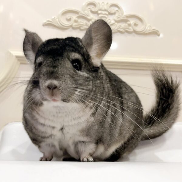 【ケア販売】チンチラ スタンダードグレー 女の子《ピンク》お友達ペア