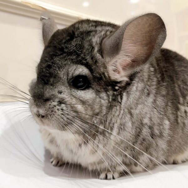 【ケア販売】チンチラ スタンダードグレー 女の子《ジャネット》お友達ペア