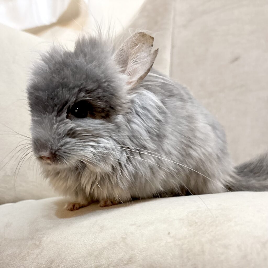 【ケア販売】ロイヤル・ペルジアン・アンゴラ　TOVバイオレット　男の子《スバル》