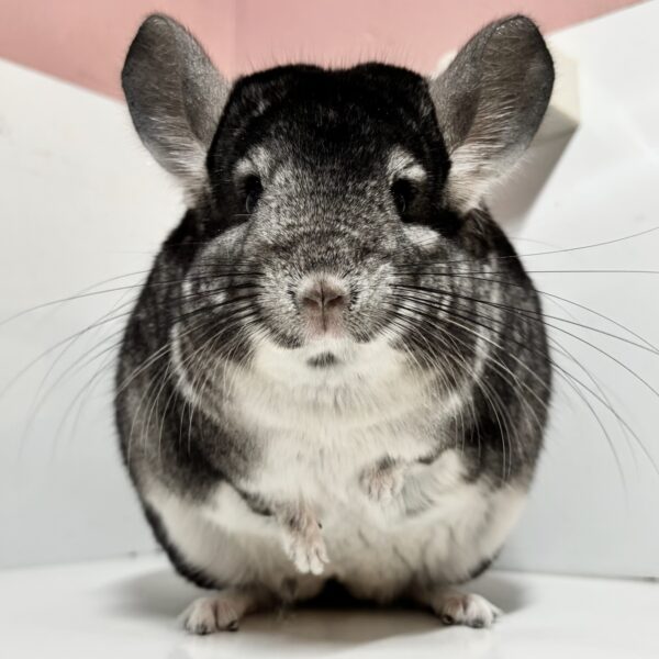 チンチラ スタンダードグレー  女の子《アマレット》