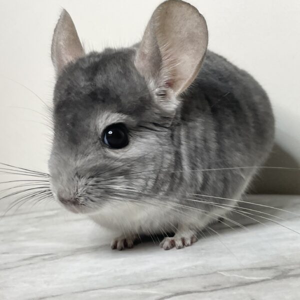 【ケア販売】チンチラ バイオレット 男の子《うきょう》