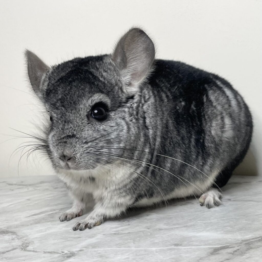 【ケア販売】チンチラ　スタンダードグレー　男の子《エッシャー》