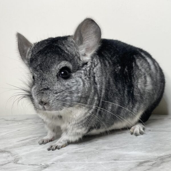 【ケア販売】チンチラ　スタンダードグレー　男の子《エッシャー》