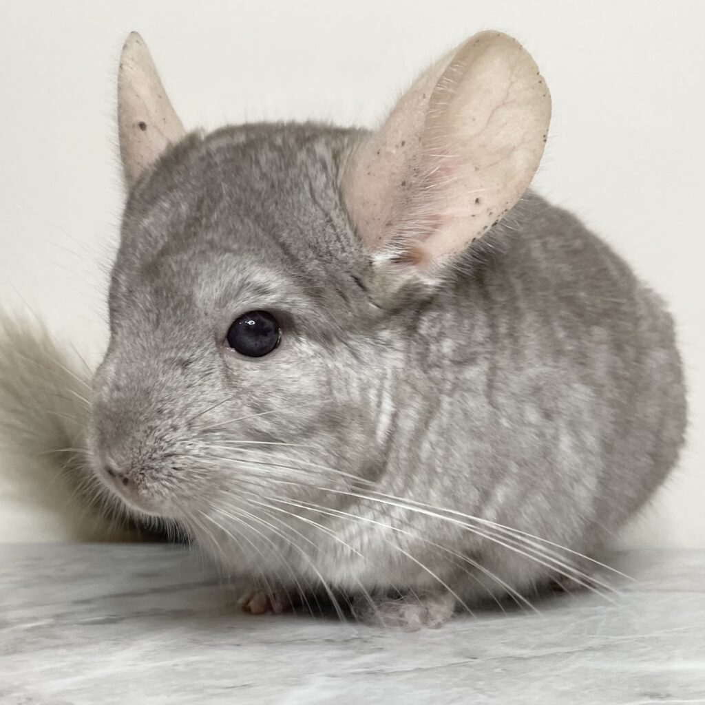 【ケア販売】チンチラ　ベージュ（RPAキャリア）　男の子《かめい》