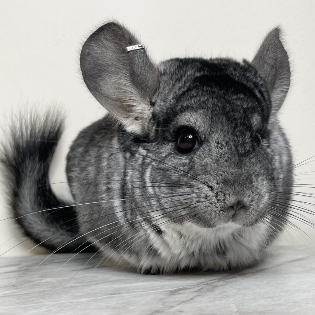 Royal Chinchilla CARE GARDEN