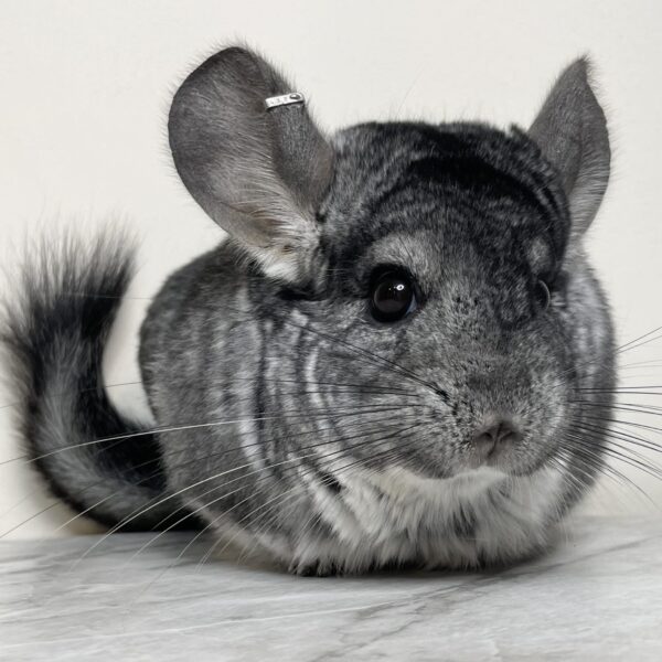 【ケア販売】チンチラ スタンダードグレー 女の子《妃子》