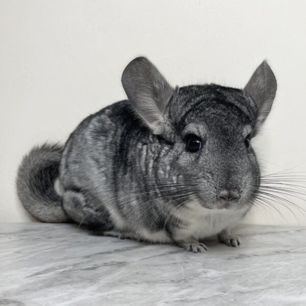 【ケア販売】チンチラ スタンダードグレー 女の子《カーミー》