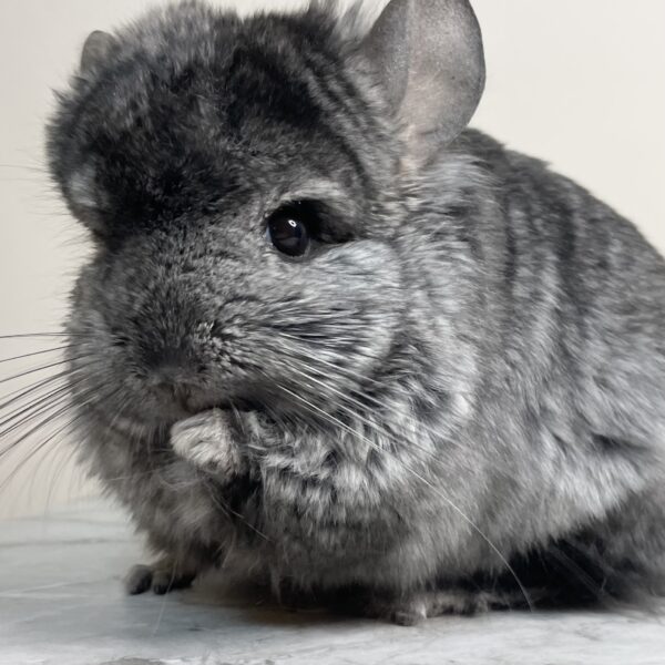 【ケア販売】ロイヤル・ペルジアン・アンゴラ(RIAキャリア) ヘテロエボニー 男の子《タレーニャ》