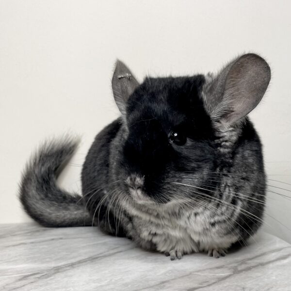 【ケア販売】チンチラ ブラックベルベット 女の子《なごみ》