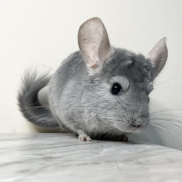 【商談中/ケア販売】チンチラ ブルーダイヤモンド 男の子《アルナイル》