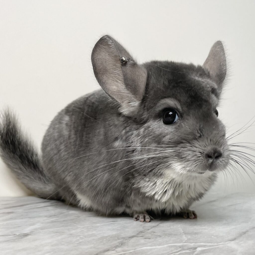 【ケア販売】チンチラ　バイオレット　女の子《瑠璃》