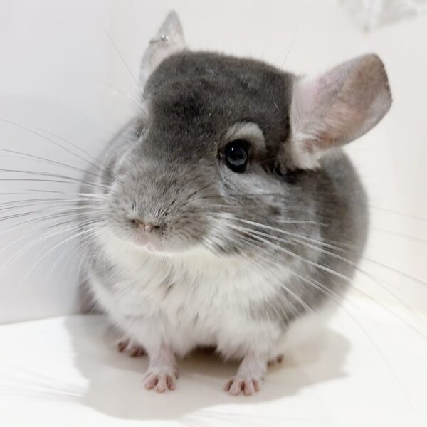 【ケア販売】チンチラ  バイオレット  男の子《ニーゴ》
