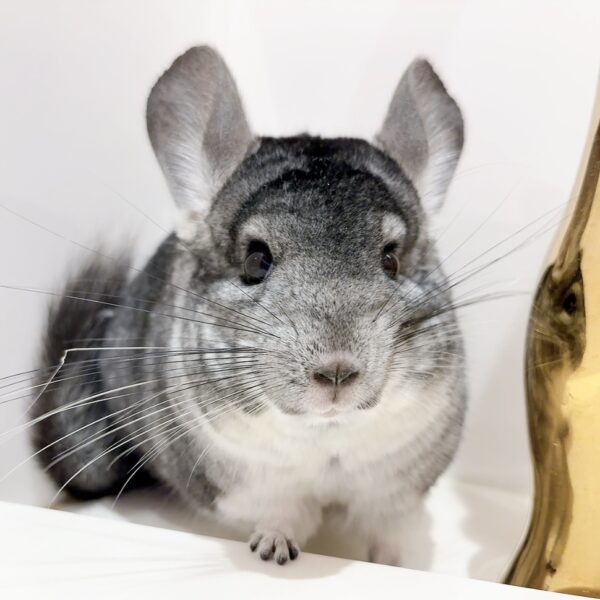 【ケア販売】チンチラ  スタンダードグレー  女の子《アンナ》