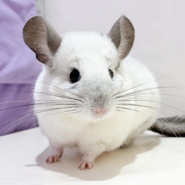 【ケア販売】チンチラ  モザイク  男の子《りんたろう》