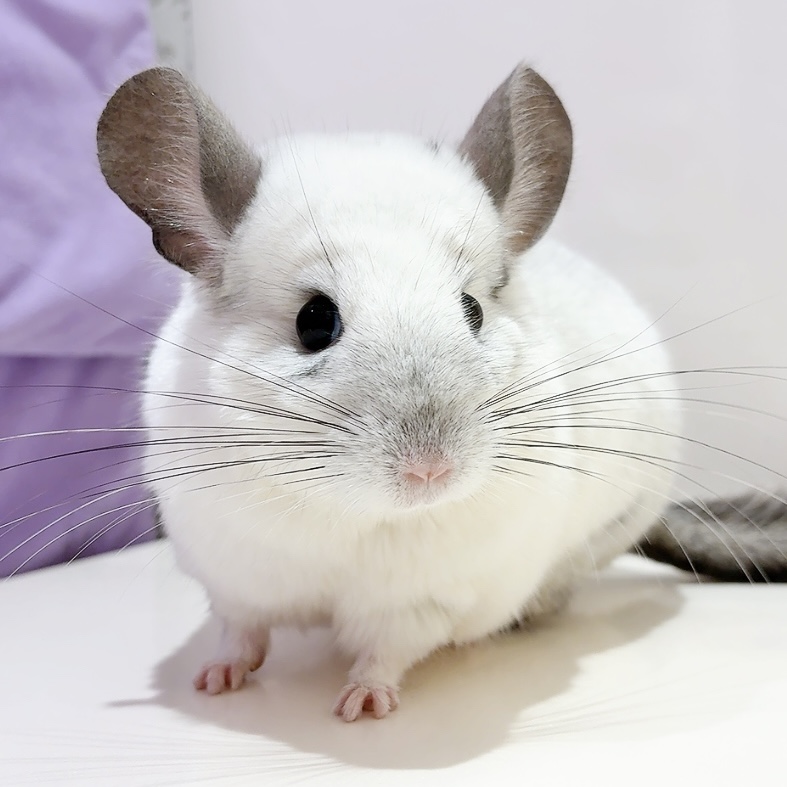 【ケア販売】チンチラ  モザイク  男の子《りんたろう》