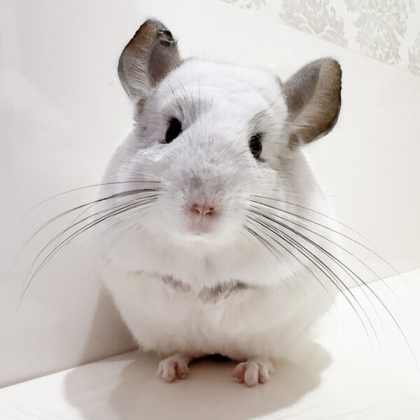 【ケア販売】チンチラ  モザイク  男の子《柊馬（しゅうま）》