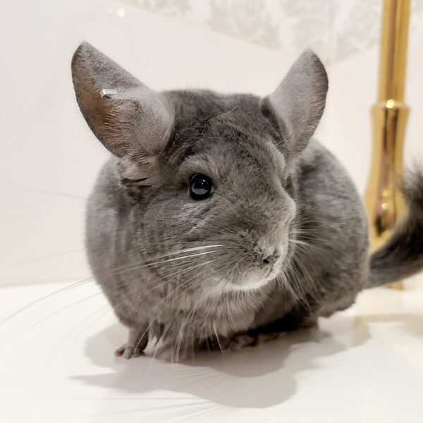 【ケア販売】チンチラ　ラップ・アラウンド・バイオレット　女の子《スミレ》