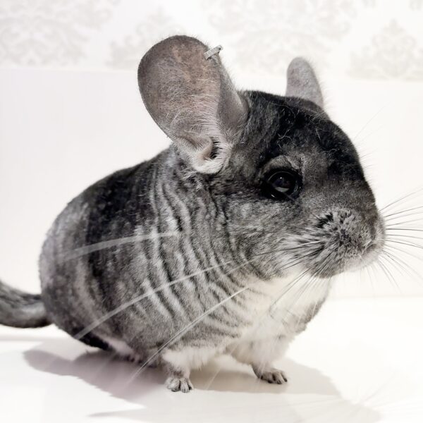 【ケア販売】チンチラ  スタンダードグレー  女の子《ルル》