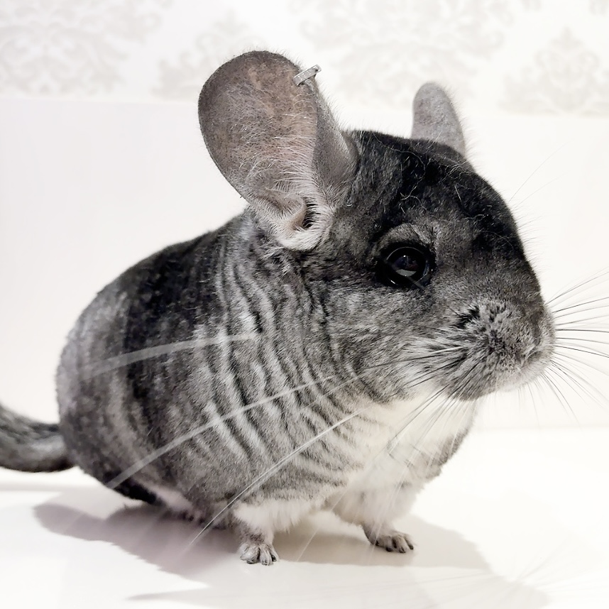 【ケア販売】チンチラ  スタンダードグレー  女の子《ルル》