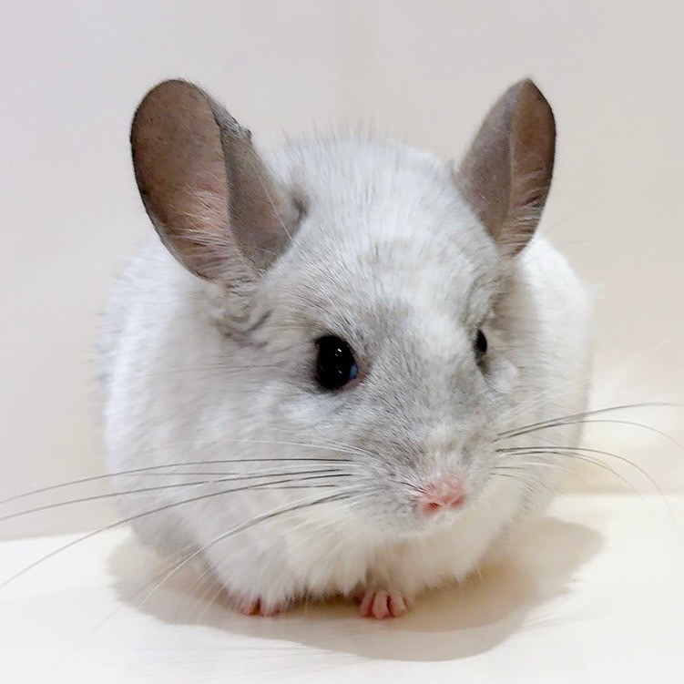 【ケア販売】チンチラ　モザイク　男の子《ゆきお》