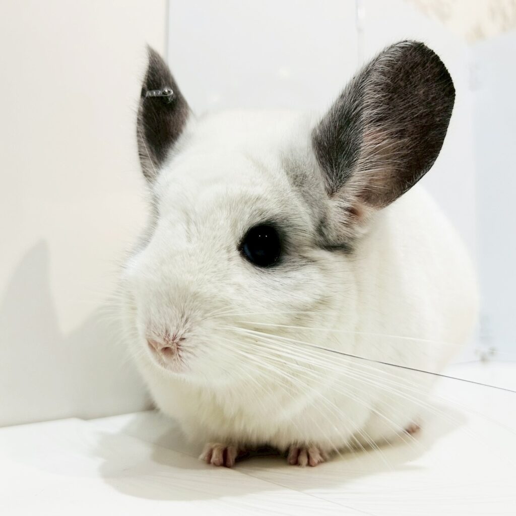 【ケア販売】チンチラ  モザイク  女の子《美麗（びれい）》