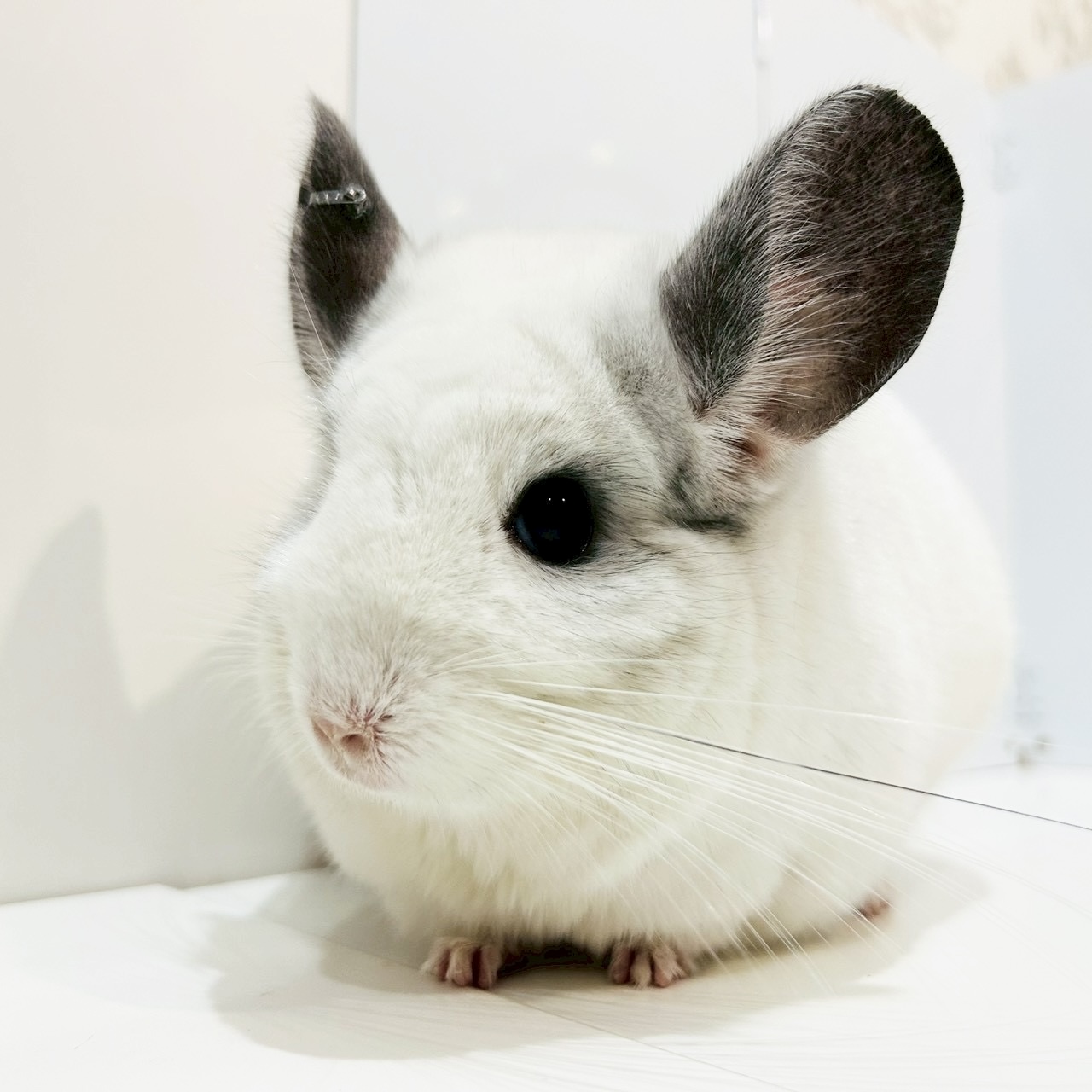 【ケア販売】チンチラ  モザイク  女の子《美麗（びれい）》