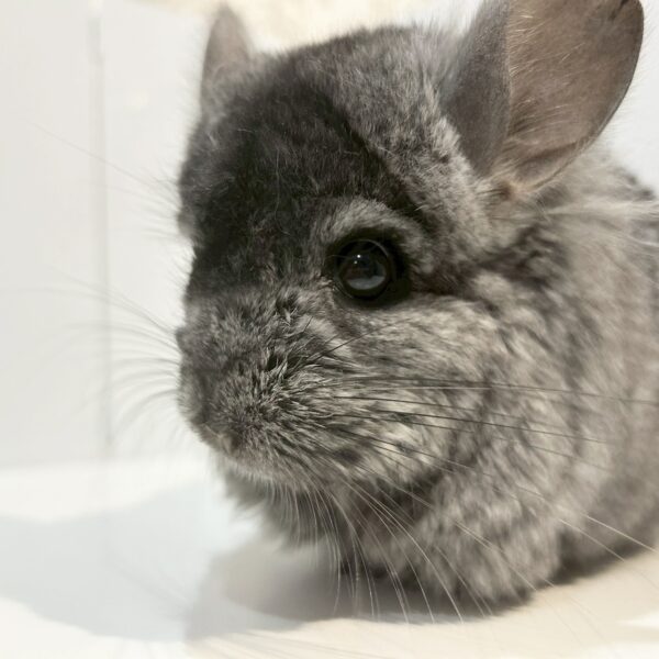 【ケア販売】『ラビビリンズ』ロイヤル・ペルジアン・アンゴラ　ヘテロエボニー　男の子《ポム》