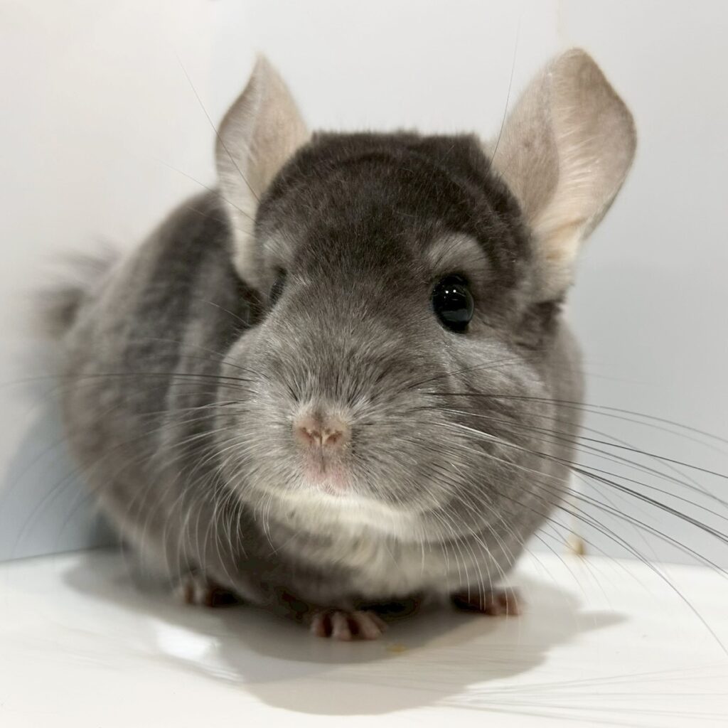 【ケア販売】チンチラ  バイオレット  女の子《愛梨（あいり）》