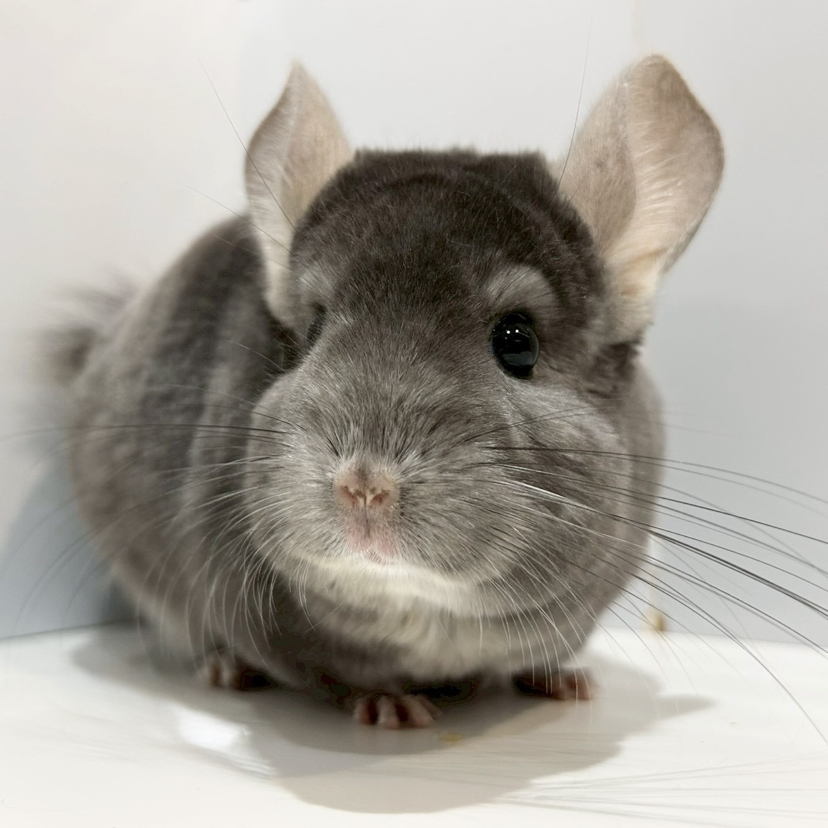 【ケア販売】チンチラ  バイオレット  女の子《愛梨（あいり）》