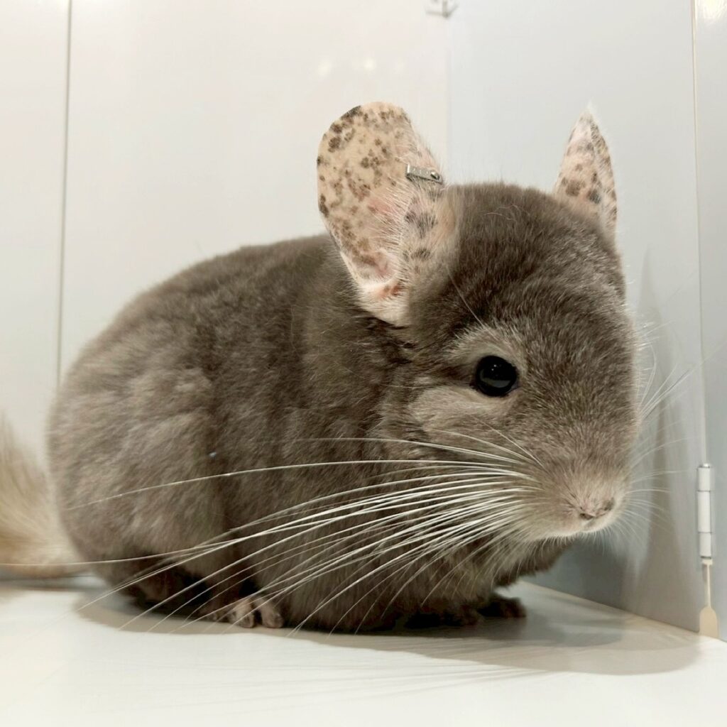 【ケア販売】チンチラ（RPA&RIAキャリア）  タン  女の子《さらさ》