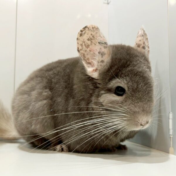 【ケア販売】チンチラ（RPA&RIAキャリア）  タン  女の子《さらさ》